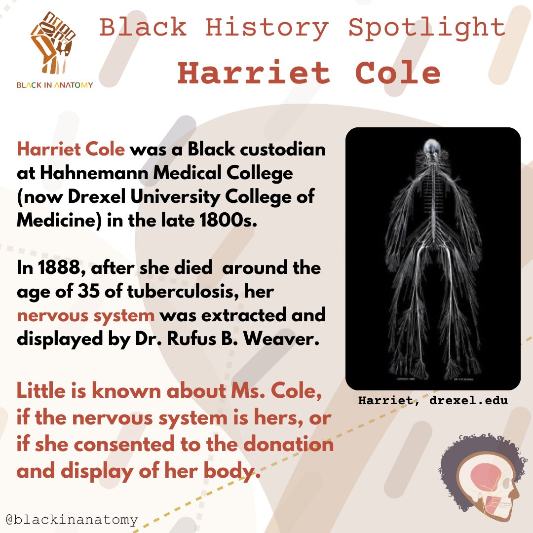 blackinanatomy's tweet photo. The story of Harriet Cole and the use of her presumed nervous system is another example of how Black people have a history of being exploited within the medical research field.

#BiAnatFacts
#ConsentMatters
#ethics 
#BlackLivesMatter https://t.co/2YGAHYWidt
