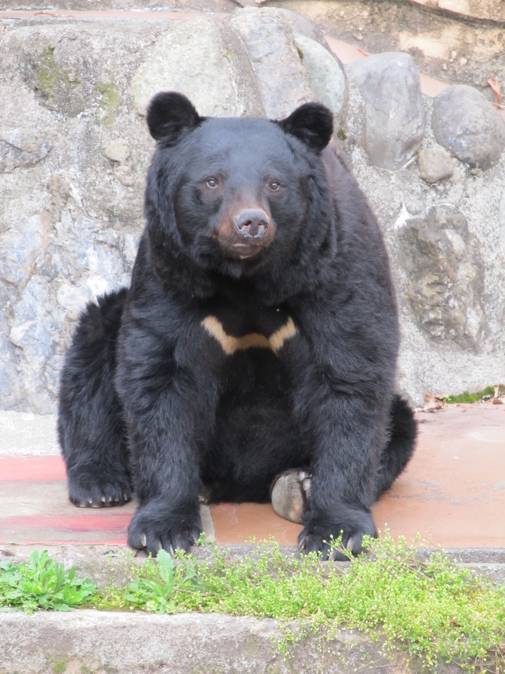 多摩動物公園 公式 多摩動物公園は161日ぶりに 本日 6 4 から再開園します 冬が過ぎ 春が過ぎ 梅雨が間近なあいにくの天気です どなた様も健康管理に留意していただき 密集を避けてご観覧ください なお 事前の整理券取得が必要となってい