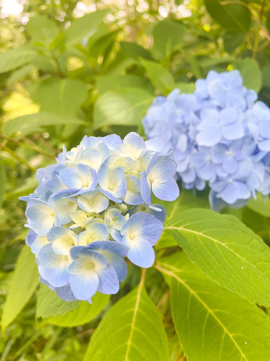 佐倉市立中央公民館 今週のお花と紫陽花 佐倉市華道連盟 の方が活けてくれた今週のお花 ユリ の匂いに癒されます 公民館のお庭では 紫陽花 が見頃を迎え始めました ユリ ヤシ デルフィニューム 紫陽花 ユリの香りにはリラックス効果の効能