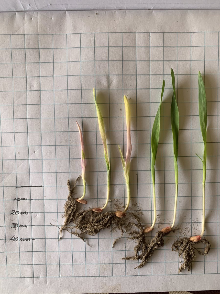 BenHobley's tweet photo. @Ashley_Jacobs92 @Tedthekelpie Borrowed this from a mate. Supports the recommended 30mm seeding depth. https://t.co/XC8WAa5ZB2