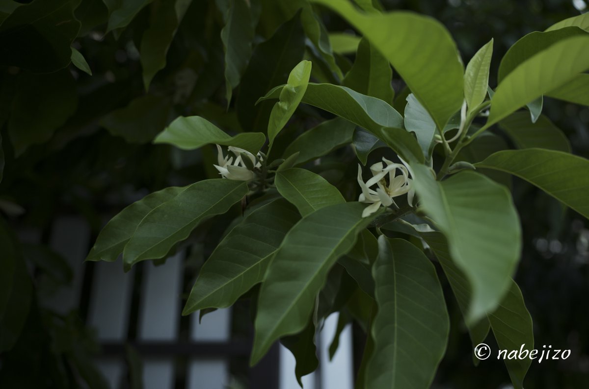Nabejizo この木なんの木 花からすごいいい香りが 花がいっぱいなので 木の周りがすごくいい匂い よく 路上で販売している 車のバックミラーにかけてある花輪の中にも この花がはいっていると思う この花が咲いているあいだは このお宅の前で