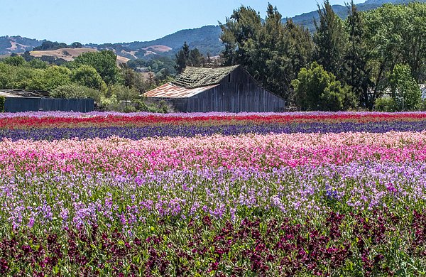 C_C_Photographs's tweet photo. New artwork for sale! - "Old Barn on Sweet Peas Farm 5, San Juan Bautista" - https://t.co/QZIkI2C8nF @fineartamerica https://t.co/wo8KxcTabW