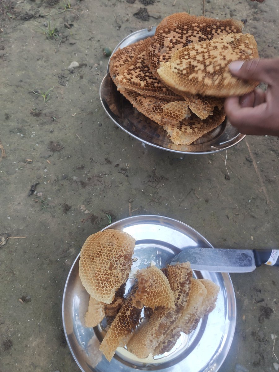 UddabPoudel's tweet photo. Fresh Organic honey and honeycomb !
#घरमौरी !
#खानी भए चुले निम्तो छ है😍...!!!
@Gunjanagar https://t.co/UGePXcz3A2