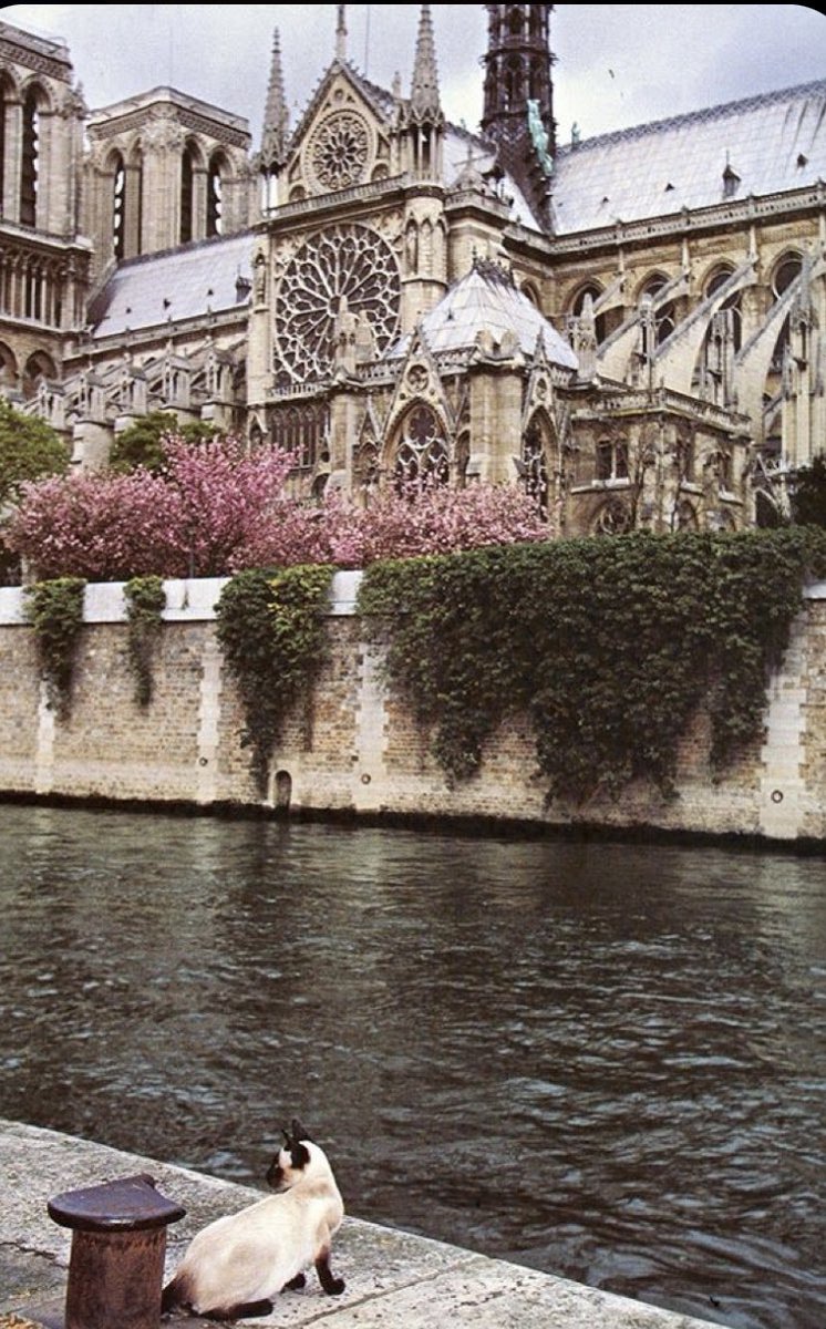 MadeAMasson's tweet photo. ⠀⠀⠀⠀⠀⠀⠀⠀⠀

   ⟬  Seine 📍

             𝐔𝐧𝐚 𝐟𝐨𝐭𝐨 𝐚𝐧𝐭𝐞𝐬 
             terminar la tarde. ▫ https://t.co/sWDqAjerrP