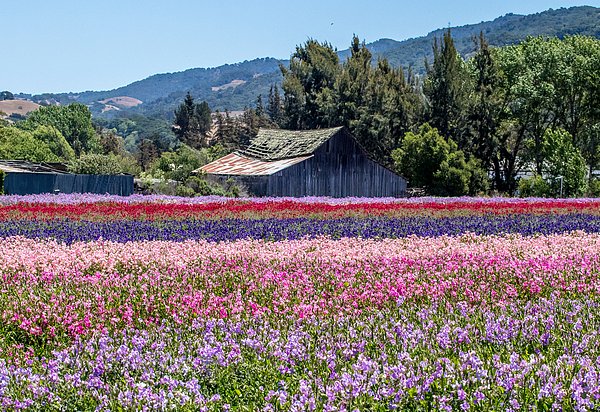 C_C_Photographs's tweet photo. New artwork for sale! - "Old Barn on Sweet Peas Farm 4, San Juan Bautista" - https://t.co/9fM4VRah3W @fineartamerica https://t.co/TE30v7wY0c