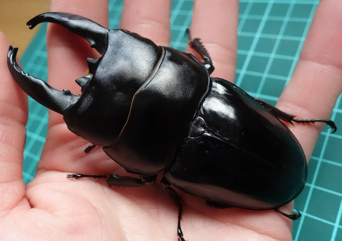 D.D.A ism＜クワガタショップ＞ on X