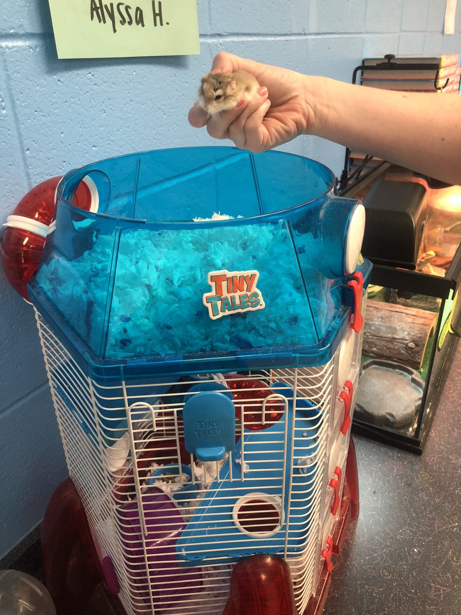 mcsELcamp's tweet photo. Our 5th grade class was greeted with 2 new friends! @SchoolsFdtn @madisonschools #mcslearn ##SAILSmart https://t.co/KpQDkqzPJM