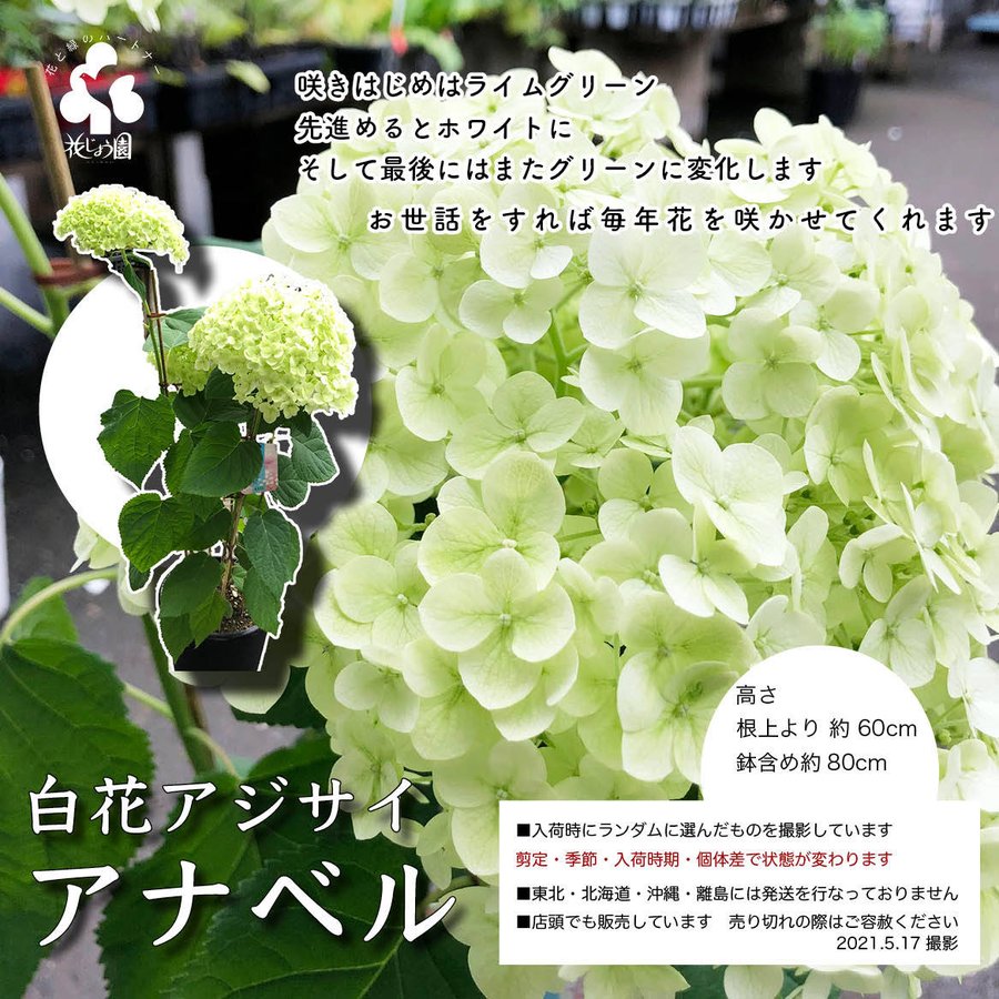花じょう園 北九州の植木屋さん アナベルの鉢植え通販しています 根上約60cmの大きな株です 現在花を咲かせており どんどん白くかわいくなってきてます 57 贈り物にも勧めhttps T Co Wry5jkiurt