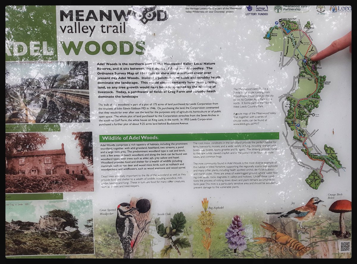 meldewey_photos's tweet photo. #adelwoods #meanwoodvalleytrail #leeds #walking #woodland #sanctuary #peace #beauty #mindfullness #wellbeing #workingfromhome #lunchtime
#30dayswild #roamingwild https://t.co/TGOBf86gWk
