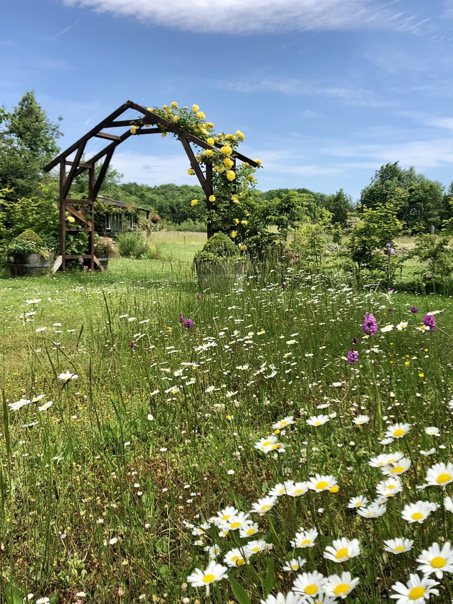 PennAllenwrites's tweet photo. We built the arch this time last year and new roses are already galloping away, Rimosa and Cyrano de Bergerac. Mr A encouraged me to be bold and break away from my usual colour palette. #gardenarch #climbingroses #loveroses #wildorchids #pyramidalorchids #mygarden #swfrance https://t.co/qi2chhsMu1