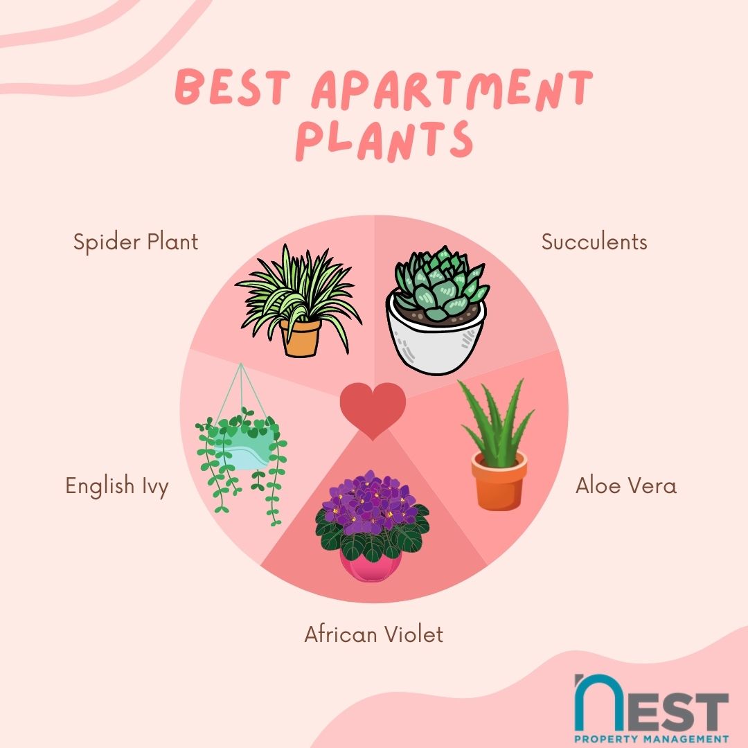 ManagementNest's tweet photo. A few plant ideas to decorate your apartment with! Also, check out our apartment listings to decorate your own!
#apartement #plants #decorations https://t.co/7KCqSPy1ER
