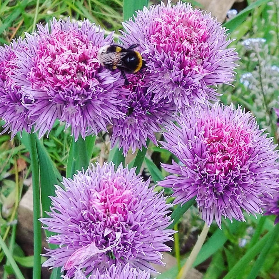 Hoxton27000572's tweet photo. Chive Talking, by The Bee Gee's. 😊
#flowers #chives #bees #growyourownfood #allotmentlife #allotment #GardenWildlifeWeek #colours #Summer2021 #chivetalking #beegees. 😊 https://t.co/RcmMbqR5kP