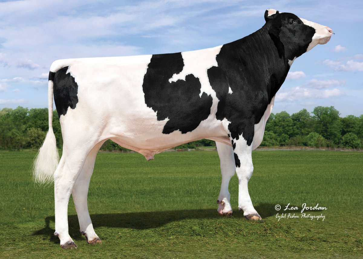 We are having so much fun sharing new photos with you. Here is another one. 🥳🤩

1HO15472 GALAPAGOS is a production powerhouse with +1150 Milk and +168 CFP.

Check him out at bit.ly/1HO15472