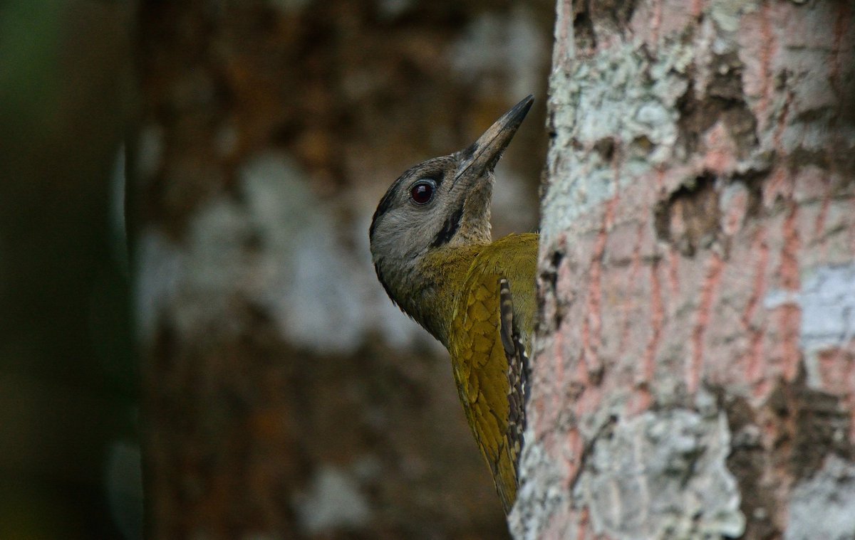 Rozan_Dhungel's tweet photo. Gray-headed Woodpecker(Picus canus)

2021
Sikkim,India 

#hope4All
#IndiAves #say_no_plastic #sikkimwildlife #birdsofsikkim #birdsofindia #sikkim #rozandhungel #rozan_dhungel #sikkim_birds #indianbirds #indian_birders #bbcbirds #love https://t.co/dfGdPsAJ3z
