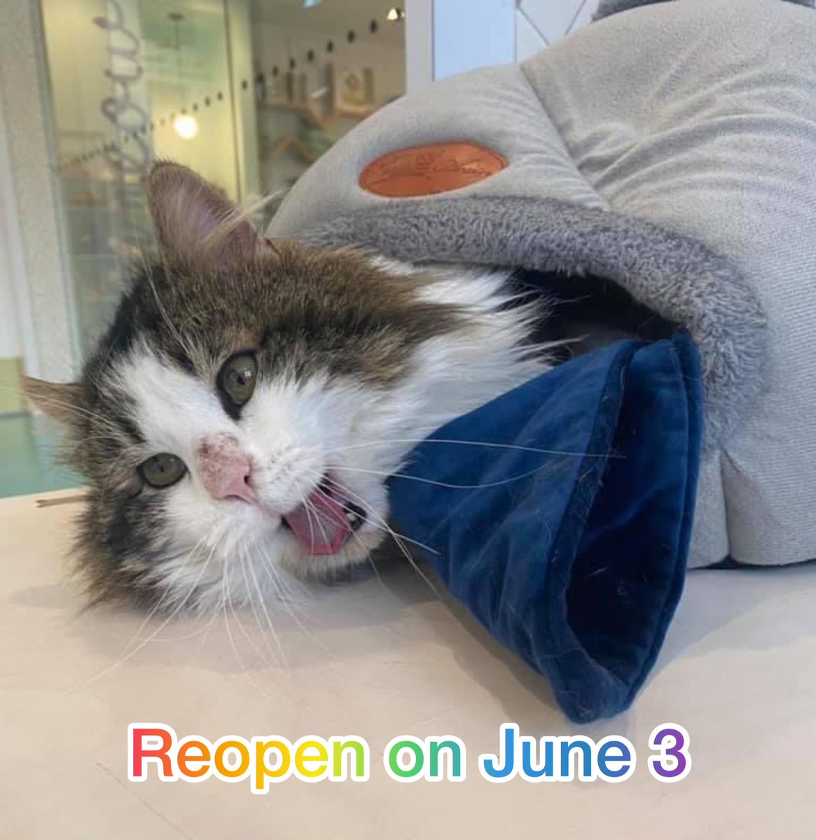 We are excited to reopen on June 3! Book kitty visits at our website and enjoy cat cuddles. We offer coffee/tea/baked goods for takeout at this moment. Thank you so much for all your continued supports! 

#yyccats #yycpets #supportsmallbusiness #catcafe #yyc #kensingtonyyc