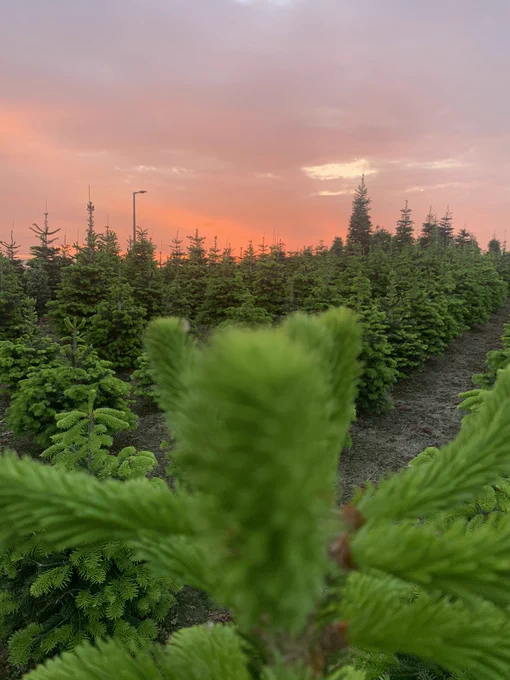 Image from Billingley Christmas Tree Farm (@TCTF)