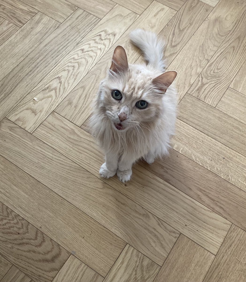 BoutiqueBones's tweet photo. Mister BUDDERS looks like he just told a funny joke and is waiting for some laughs. Actually he’s just yelling at me for my food. #djbudders #budders https://t.co/AOXco0UGUU