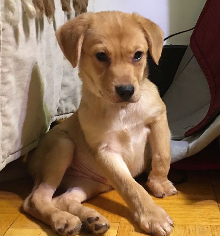 save2lives13's tweet photo. This is Glad! Adopt her: https://t.co/koikefHDbn https://t.co/Ix87PxE6UC