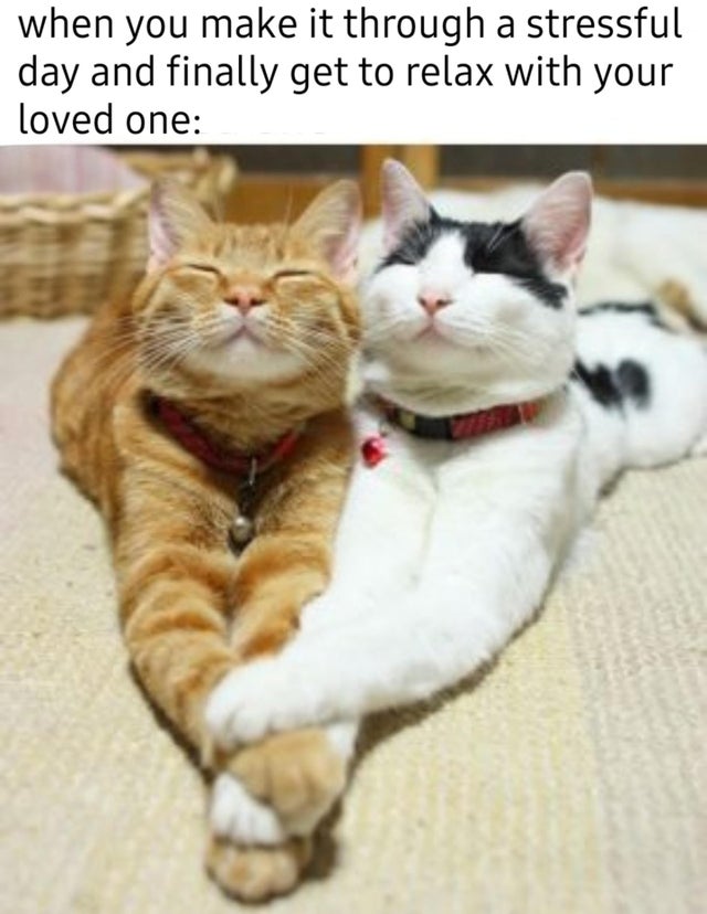 WholesomeMeme's tweet photo. https://t.co/0ndNPqB8bm
