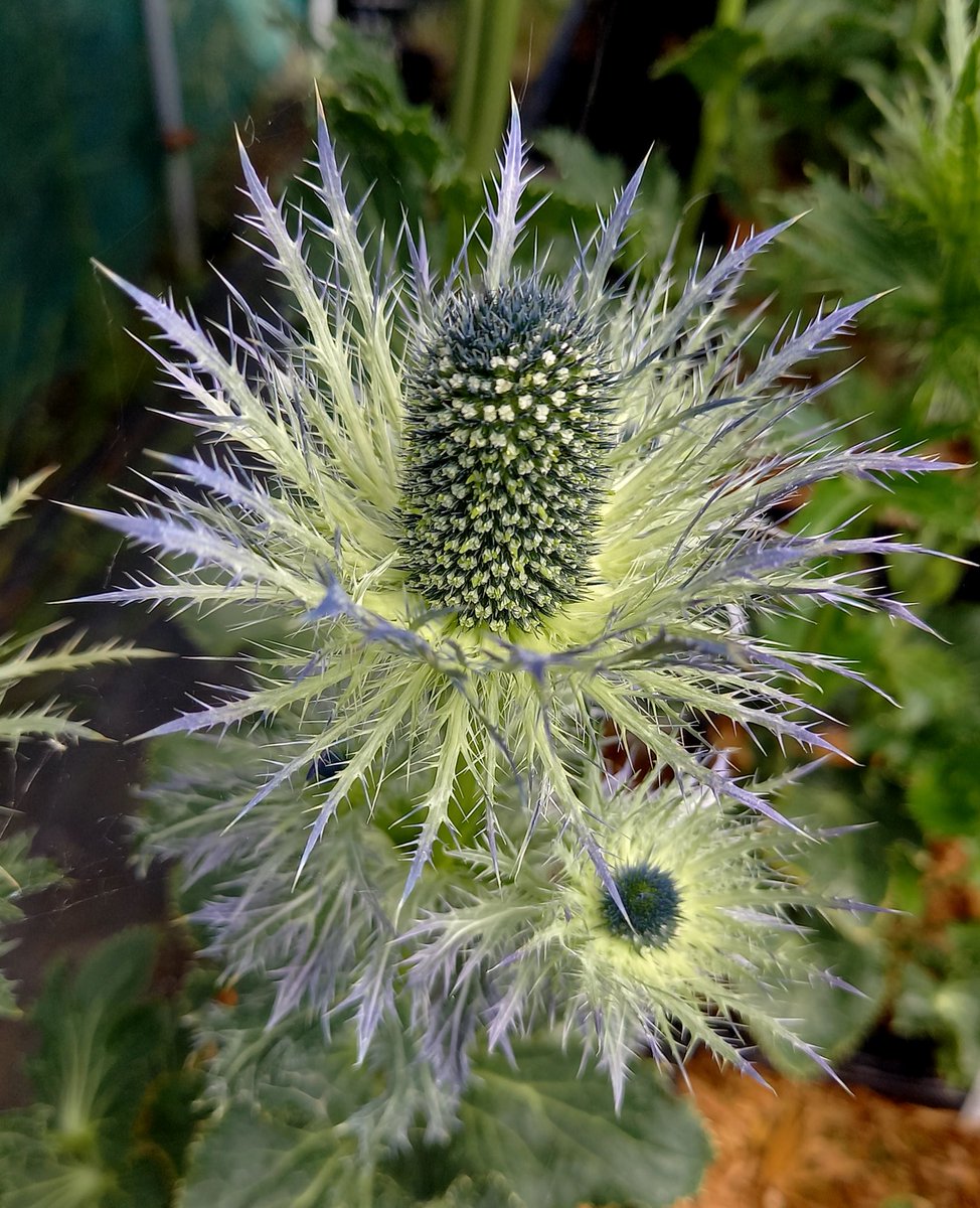 ColinMoat1's tweet photo. My new favourite plant, always like an Eryngium, especially E. zabellii and this is ‘Blue Star’ blooming gorgeous! https://t.co/iPYrdZlF8K