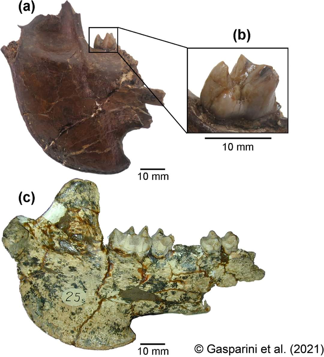 Novatax_Col's tweet photo. #PaleontologiaColombia #Sinonimia

Platygonus cf. marplatensis: un nuevo sinónimo para Selenogonus narinoensis, una especie de fósil de tayasuido en cercanías del municipio. 

Autores: Gasparini y cols
(2021) 
Familia: Tayassuidae

Consulte aquí: https://t.co/j3Uc1hbPlF https://t.co/cmLHi6qsNq