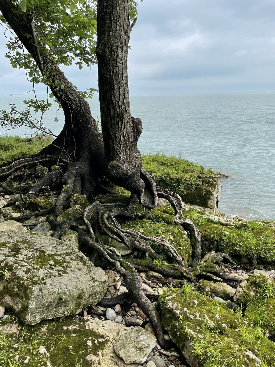 An alvar is a biological environment based on a limestone plain with very thin soil and sparse grassland vegetation. Globally rare, there are about 120 alvar sites across the Great Lakes region. It was so gorgeous