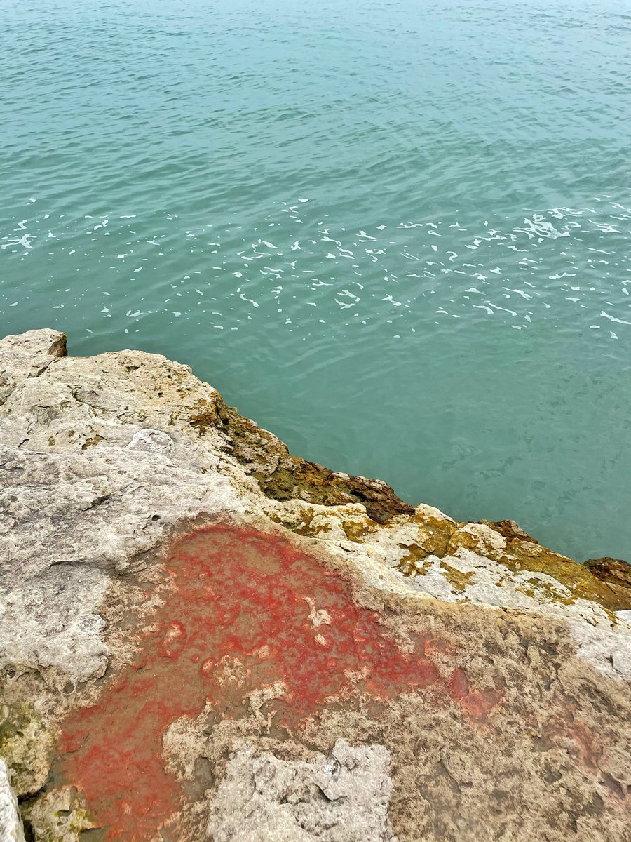 kiraserpentine's tweet photo. An alvar is a biological environment based on a limestone plain with very thin soil and sparse grassland vegetation. Globally rare, there are about 120 alvar sites across the Great Lakes region. It was so gorgeous https://t.co/bATftFuaDA