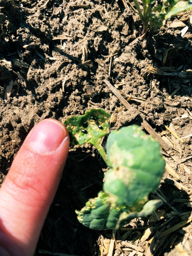 #BUTEOstart insecticide used on the left. No BUTEO start on the right. Seeded May 10th near Barons Alberta. Both plants found on the outer edges of the field. 30km winds but still managed to find some #crucifers. 

<a href="/Bayer4CropsCA/">Crop Science Canada</a> 

#BUTEOstartadvantage #TeamBayer #WestCdnAg