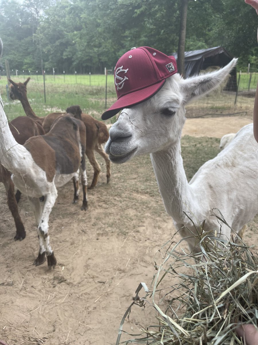 CPPastures's tweet photo. Christina is ready for some @GamecockBasebll tomorrow! She predicts all the way to Omaha! #llama #cppastures #cws https://t.co/r9zzySlipd