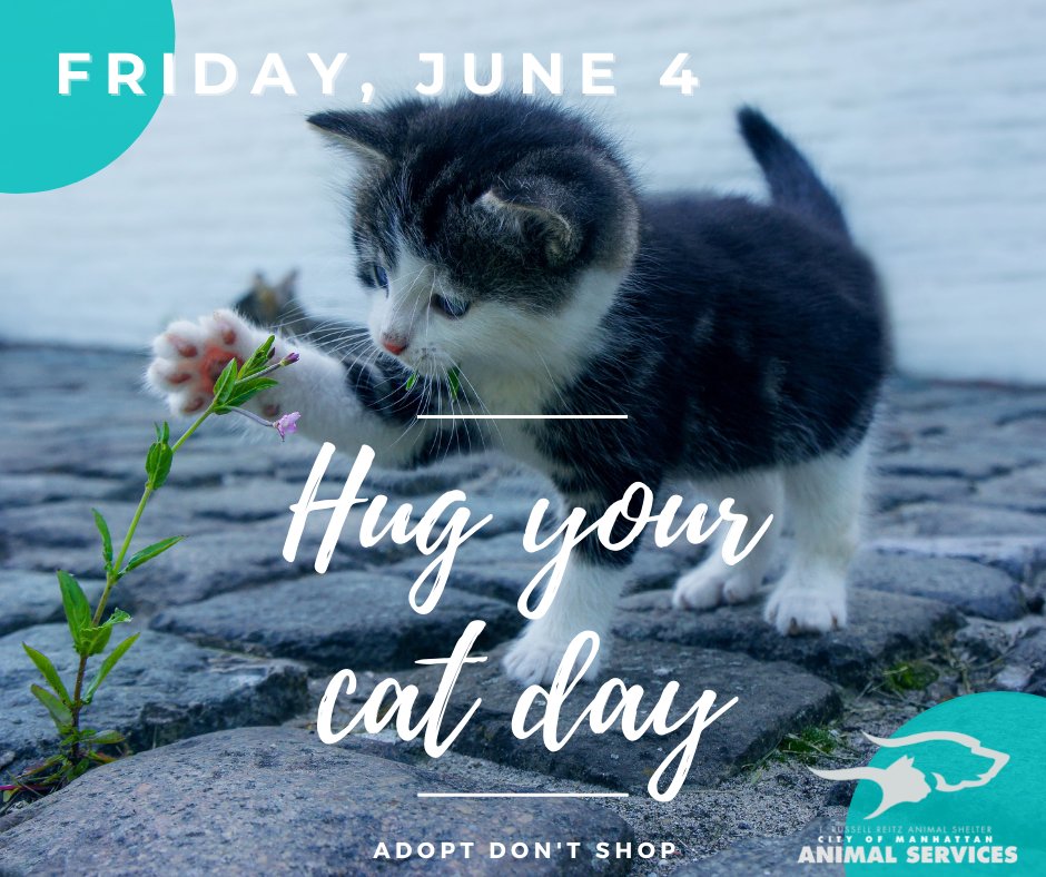 AnimalTrr's tweet photo. Special Adoption Event for Hug Your Cat Day on Friday, June 4! Adult cats are $25 (plus a $6 license fee for Manhattan residents). Cats are fully vetted. Stop by from 1-5 or call us at 785-587-2783 to make an appointment. https://t.co/x3fIC8CEMe