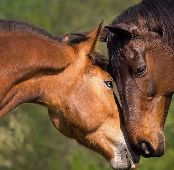 Лошади красивые с людьми. Две лошади. Влюбленные лошади. Он любит лошадей. Две лошади.