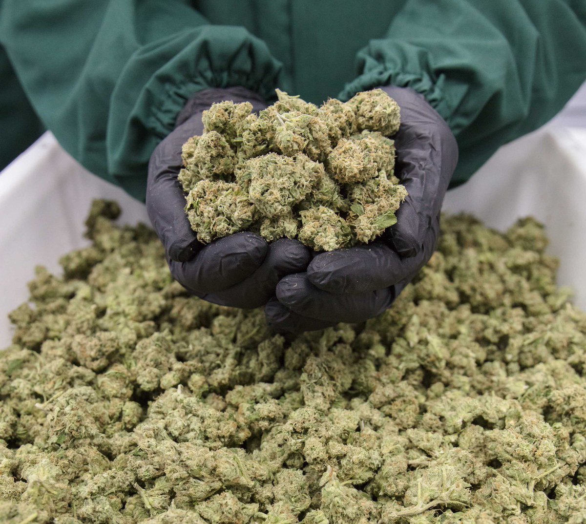 This is our high quality flower, ready to be packed and exported to the most demanding markets around the globe. 
#medicalcannabis #health