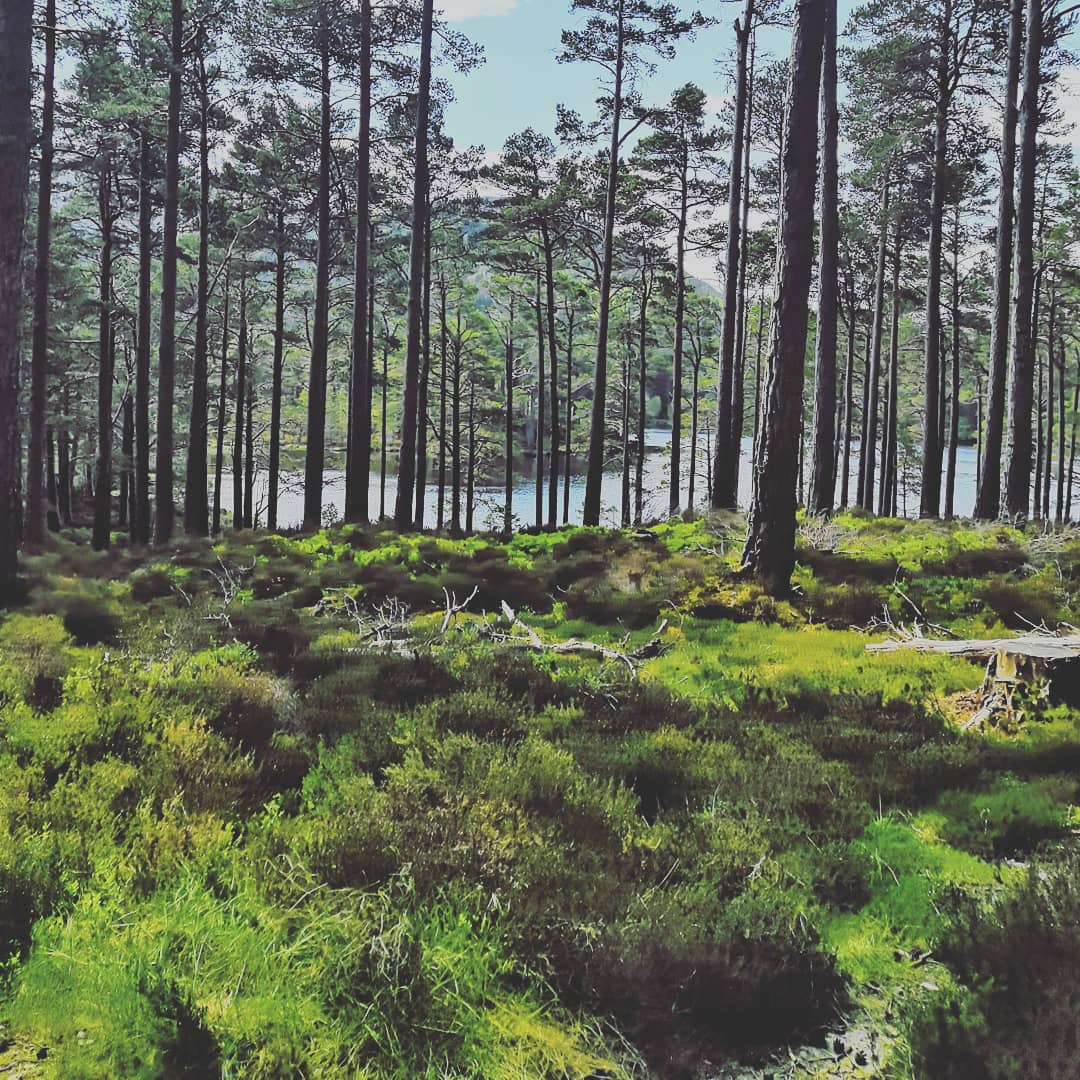 gillianeswan's tweet photo. Scotland's natural beauty..... taking my breath away yet again 😍💕 Thank you @VisitCairngrms @Rothiemurchus for a fantastic morning #RespectProtectEnjoy #cairngormsnationalpark #OnlyinScotland #Scotland https://t.co/WazeOmMWqp