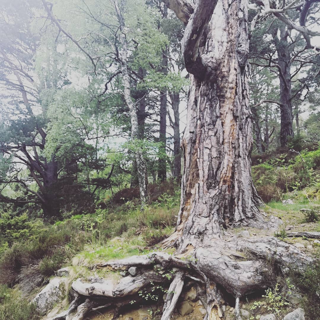 gillianeswan's tweet photo. Scotland's natural beauty..... taking my breath away yet again 😍💕 Thank you @VisitCairngrms @Rothiemurchus for a fantastic morning #RespectProtectEnjoy #cairngormsnationalpark #OnlyinScotland #Scotland https://t.co/WazeOmMWqp