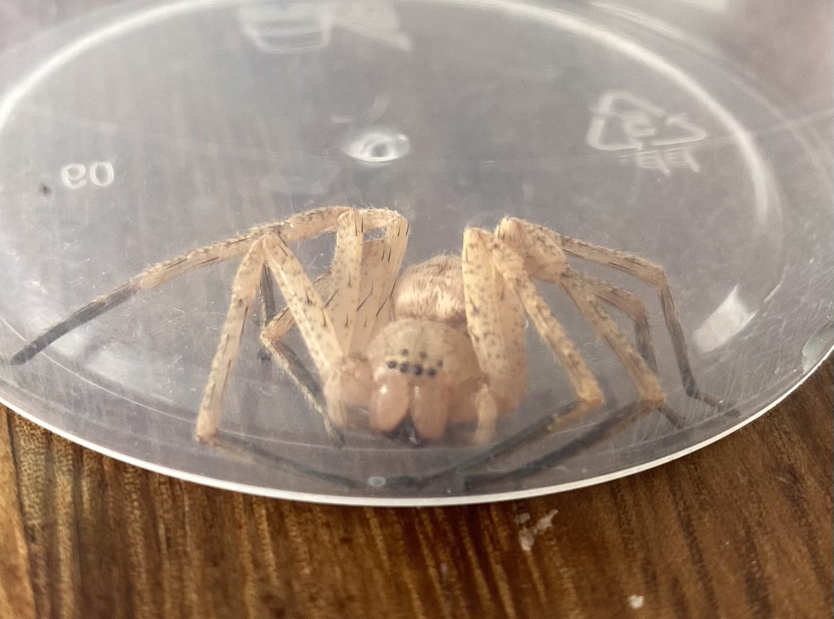 sanbernardi's tweet photo. @Arachno_Cosas hola oye que tipo de araña es? Coyoacán CDMX gracias ☺️ https://t.co/fPEavg7Wmn