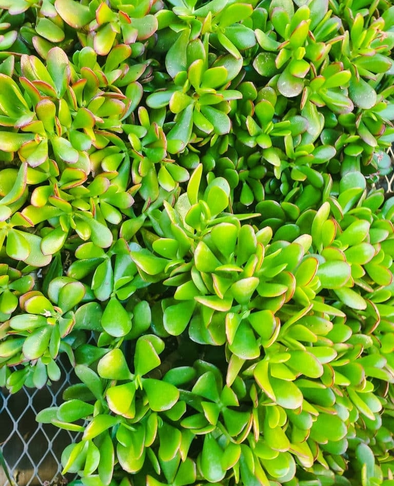 Jade Plants are tough and attractive succulents that thrive in containers. ⁠
⁠
If it's time for you to repot your Jade Plant, click the link below, to learn how. ⁠
⁠
joyusgarden.com/repotting-jade…