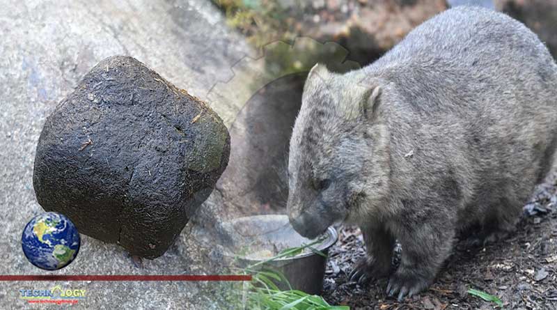 OddityCentral's tweet photo. Wombats Produce Square-Shaped Droppings And Now We Know How https://t.co/0mE4iGWmca #animals #wombats #wombatpoop #science https://t.co/ORQpV6EORN