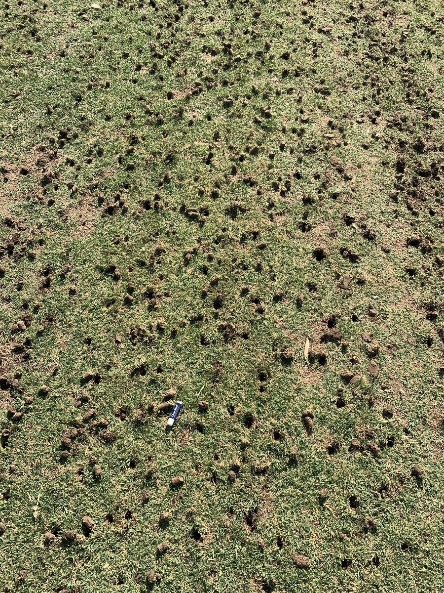 Time to really push Bermuda growth. #azgolf #byebyerye #transition2021