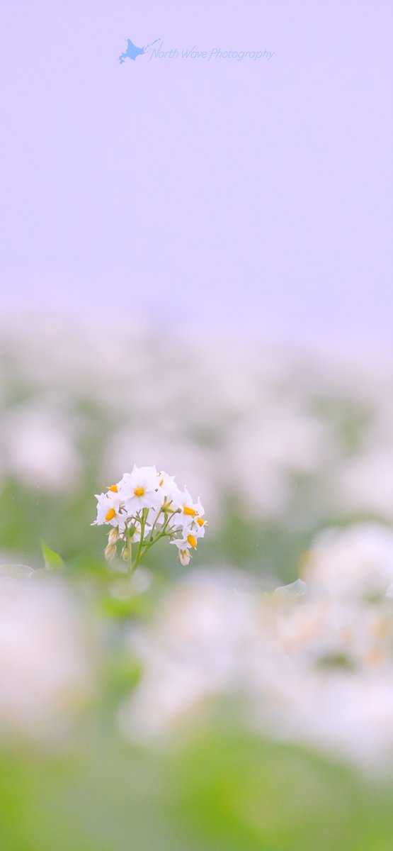 North Wave フォトグラファー V Twitter 北海道の夏 ジャガイモの花を霧がふんわり優しく包みました プロフォトグラファーnorthwaveの Iphone壁紙 は個人使用の範囲でどうぞ リツイートは嬉しいです 加工や再配布はご遠慮ください Android用 Pc用はプロフィール