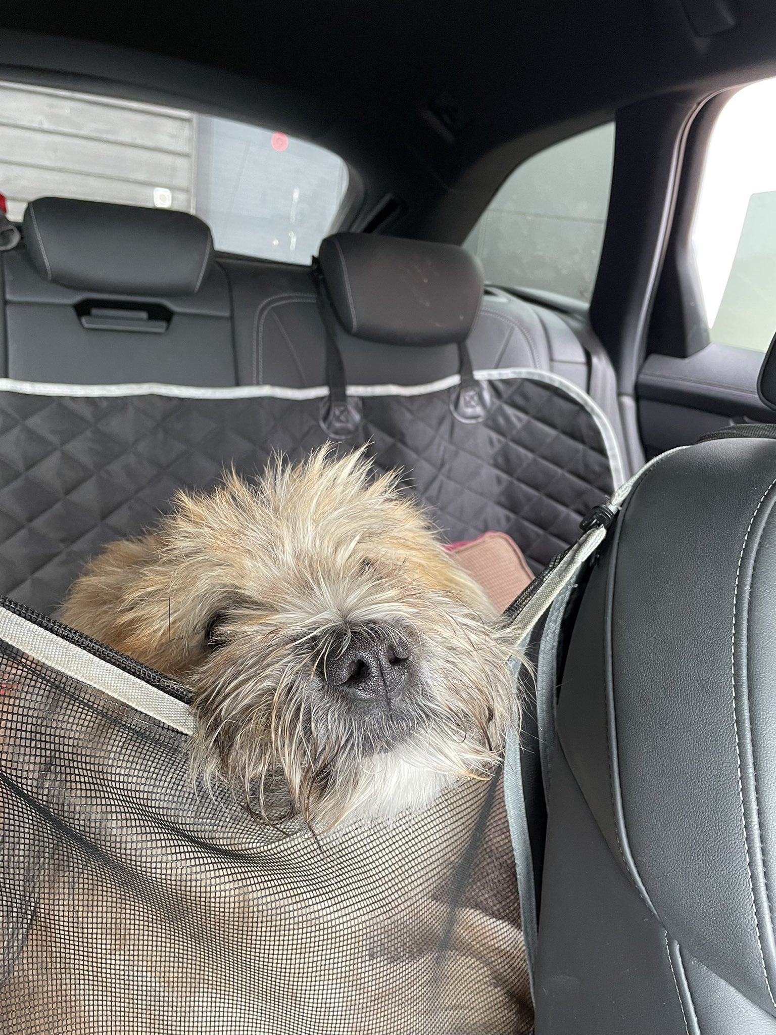 Do Dogs Have To Be Restrained In Victoria Car