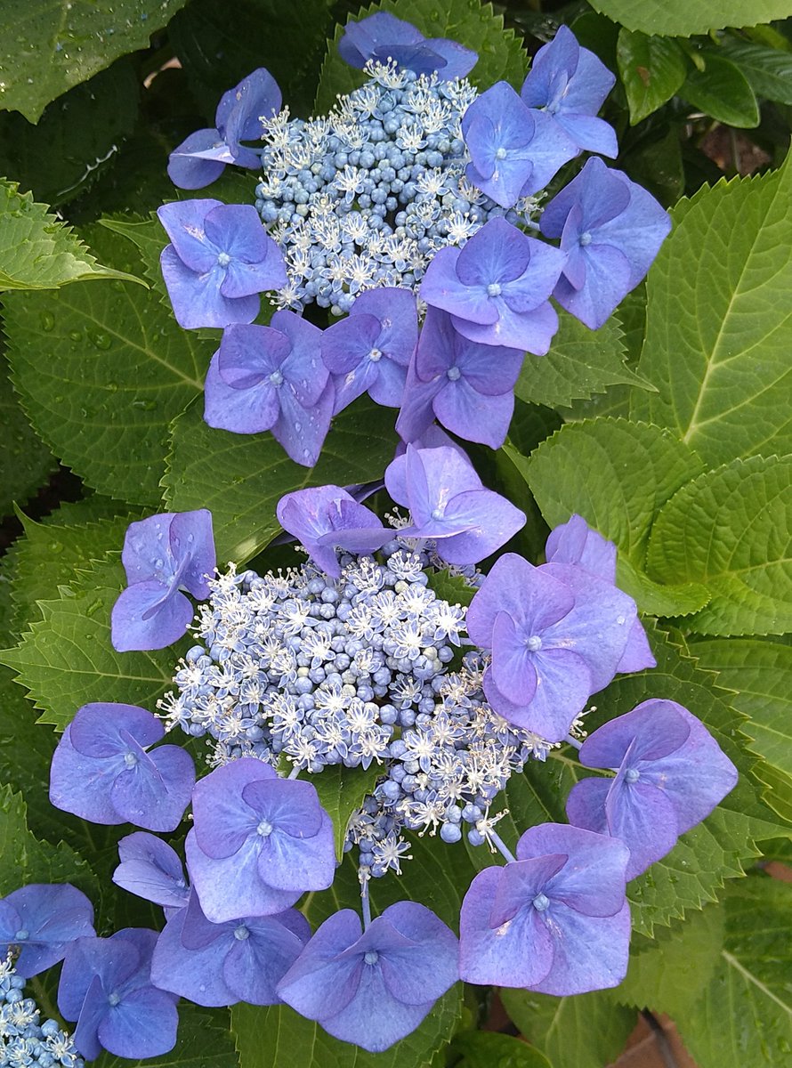 紫陽花 X 梅雨 Hotワード