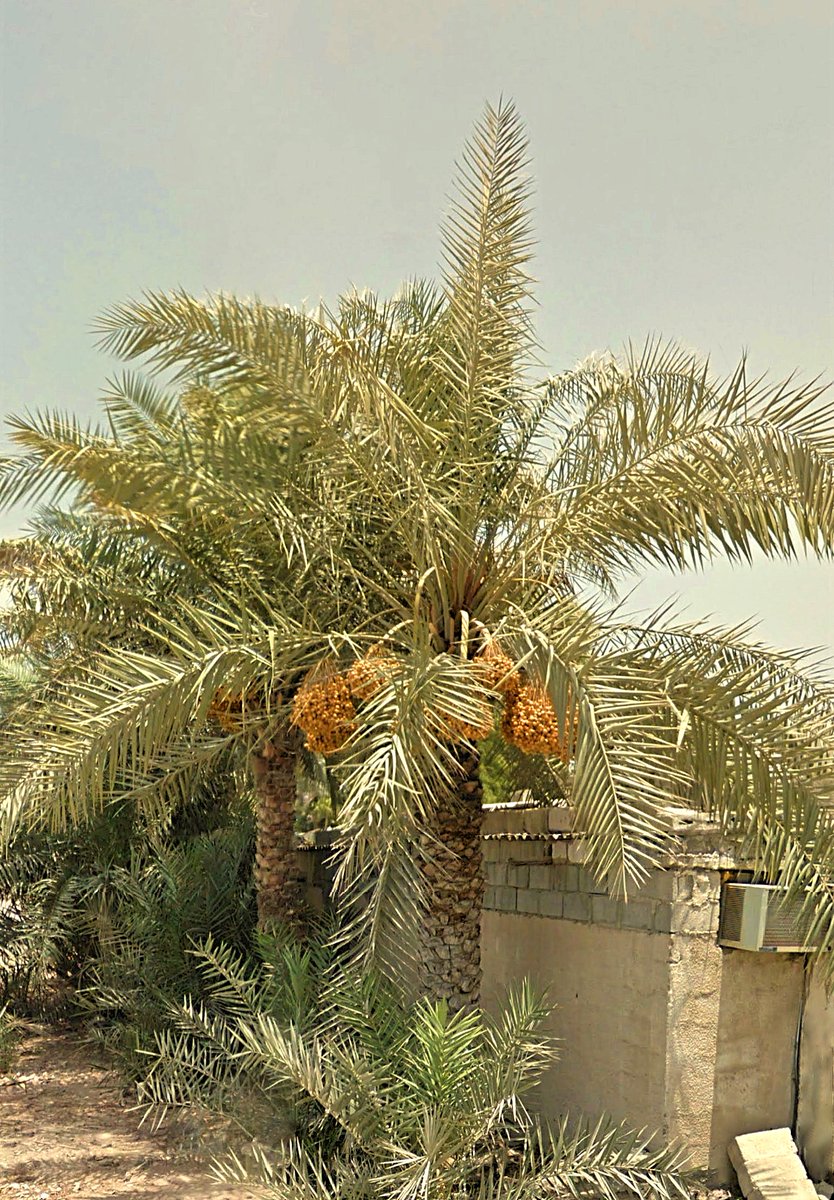 🌴  Kalba - Sharjah - UAE  🌴