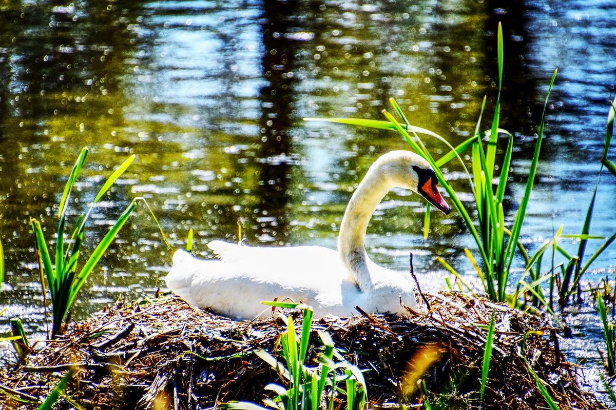 FireStallion666's tweet photo. #capesthorneestate #capesthornelake #swans #cheshire #swansnesting @CapesthorneHall @SwanwatchUk @RSPBEngland #firestallionphotography https://t.co/59wMAU6MdU