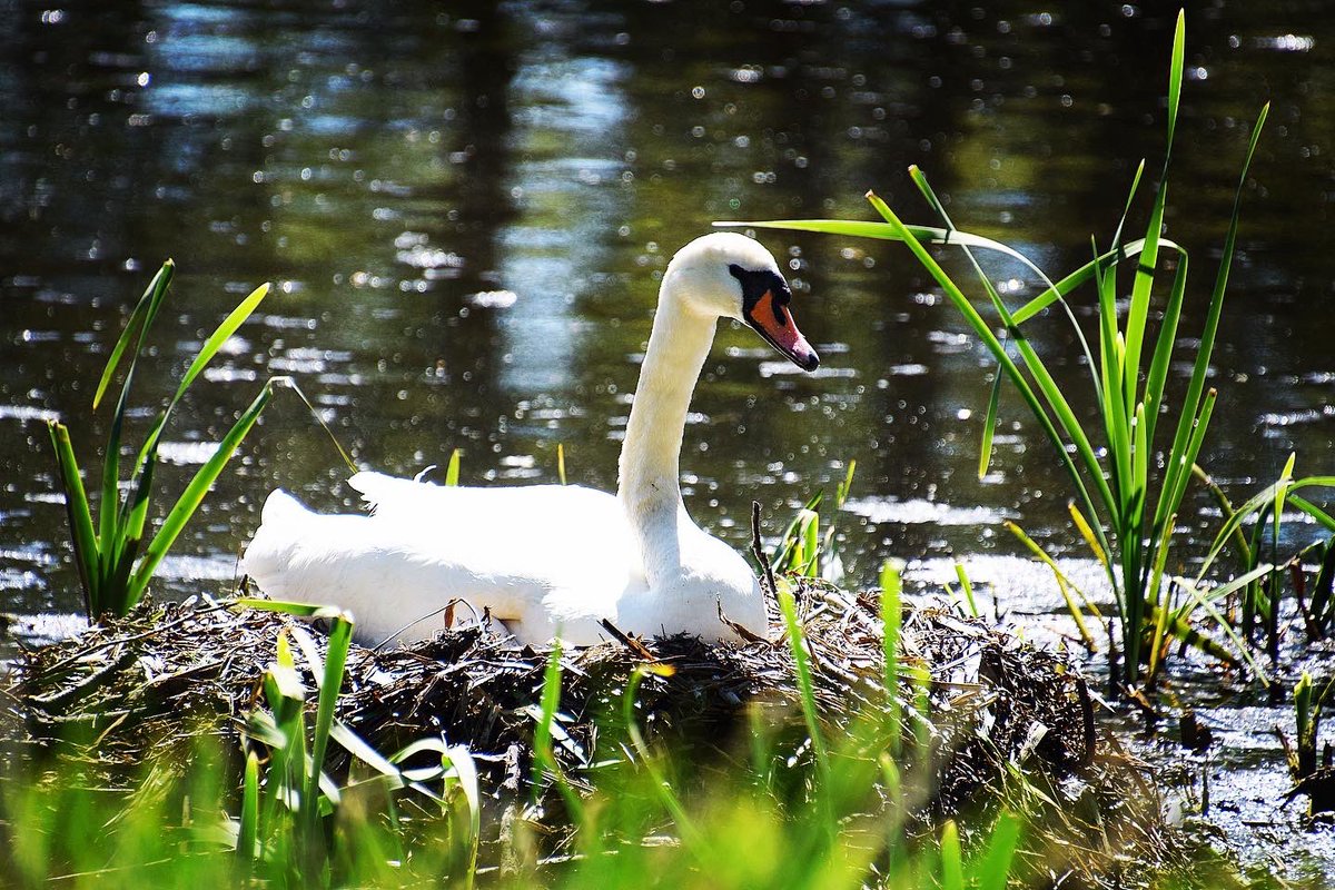 Livindeadgirl00's tweet photo. #capesthorneestate #capesthornelake #swans @CapesthorneHall #cheshire #swansnesting @SwanwatchUk @Natures_Voice https://t.co/jngzc1HdPi