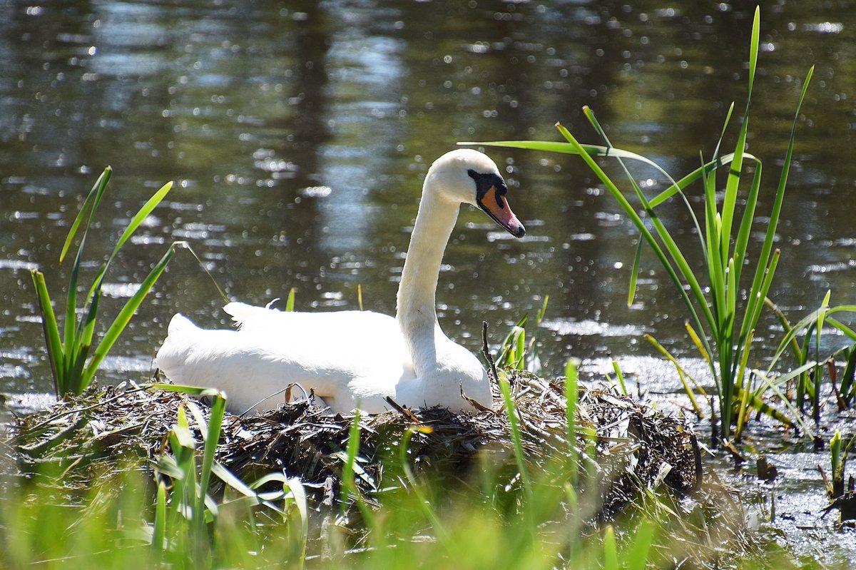 Livindeadgirl00's tweet photo. #capesthorneestate #capesthornelake #swans @CapesthorneHall #cheshire #swansnesting @SwanwatchUk @Natures_Voice https://t.co/jngzc1HdPi