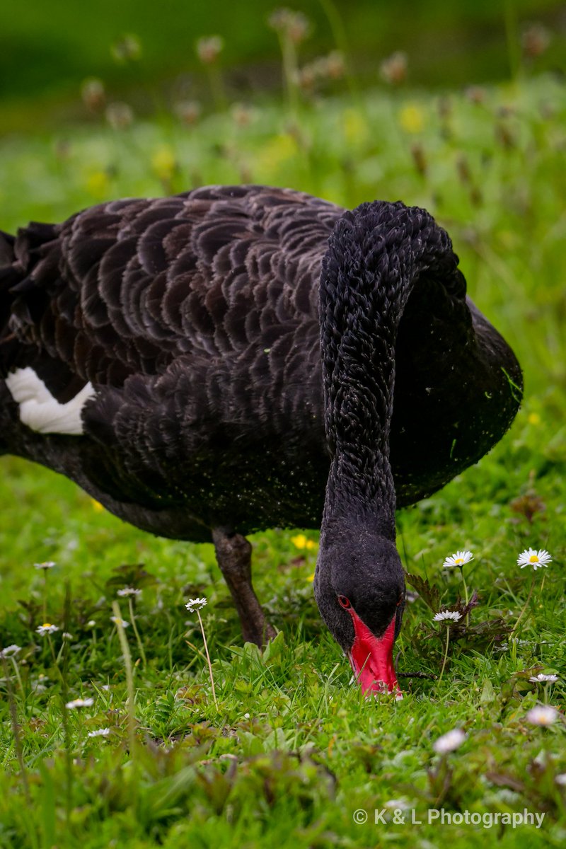 Black Swan. @WWTLlanelli #birdphotography #birdwatching #BlackSwan @WildlifeMag #BBCWildlifePOTD