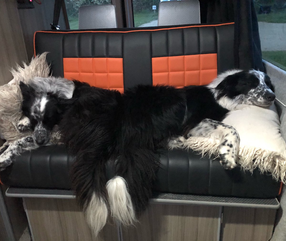 zakthecolliedog's tweet photo. #vanlife for two very special collies.
#jessedog #jackthelad ♥️🐕🐕♥️
#arran https://t.co/nuIrrTfdEV