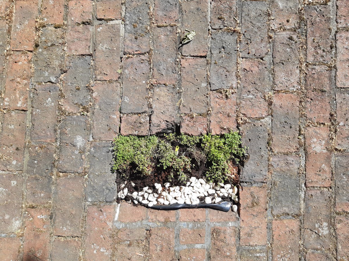 PerenoRobert's tweet photo. 🕊 #thereisacrackineverything that's how the light gets in, and there in grow a #garden no matter how small it may be 🍃 That's what we do in #lancwest 🕊 Between the #bricks life breaks through....always ☘ https://t.co/NUsWmQM4do