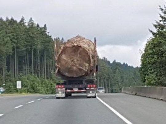 And one day they’ll all be gone ⁦<a href="/jjhorgan/">John Horgan</a>⁩ if you don’t do something to protect the last of our ancient forests. Please don’t wait till it’s too late. Our climate and future generations are counting on you 🙏 #bcpoli #oldgrowth #climatecrisis #saveourtrees