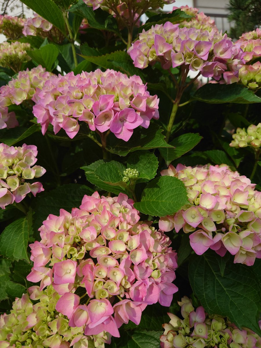 アーティチョーク花言葉独立独歩